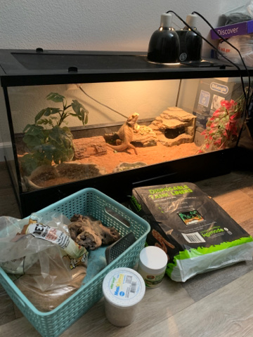 Bearded dragon with tank and accessories
