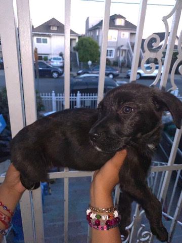 Puppies for sell π
