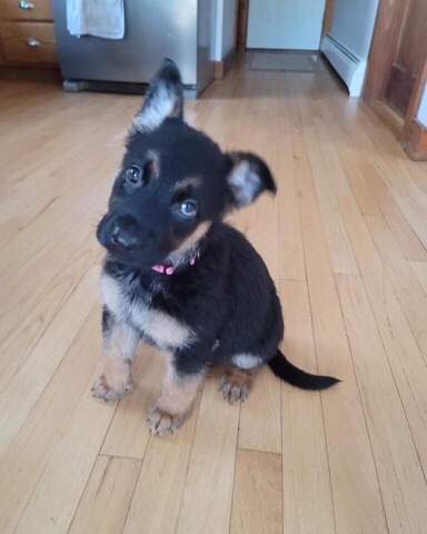 German Shepherd – Cute German shepherd puppies for sale