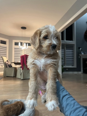 Shih Tzu – Goldendoodle/Shih Tzu Puppy!