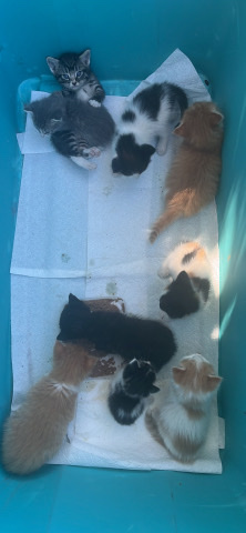 Kittens $10