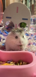 Adorable Female Dward Hamster