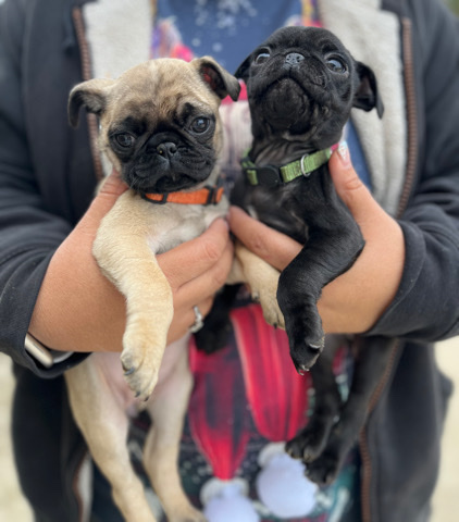 Pug – pugs