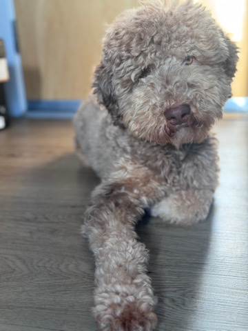 Poodle – 10-Month-Old Brown Aussiedoodle Seeks Loving Home!