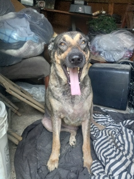German Shepherd – *** his name is milo