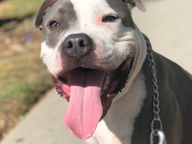 American Staffordshire Terrier – American Pitbull Terrier – View Park