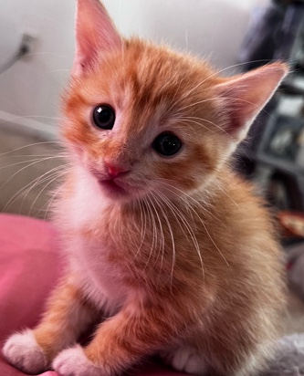 kitten boy