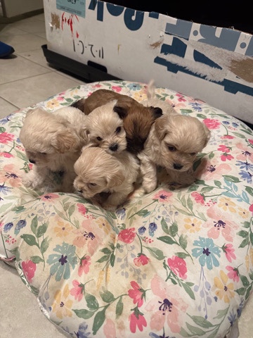 Poodle – Vendiendo estos perritos