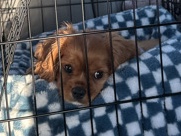 Cavalier King Charles Spaniel - 4-Month Cavalier King Charles Spaniel – Friendly & Healthy available for adoption in Lombard
