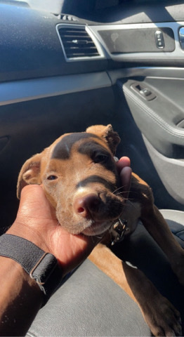 American Pit Bull Terrier – Franklin
