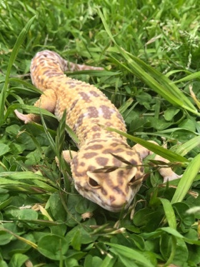 leopard gecko