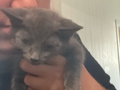 Siamese - please adopt 2 kittens asap  available for adoption in Bethlehem