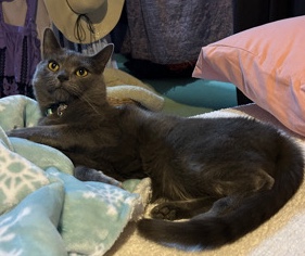5 Year Old Male Kitty