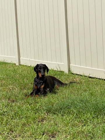 Doberman Pinscher – rehome Kobe