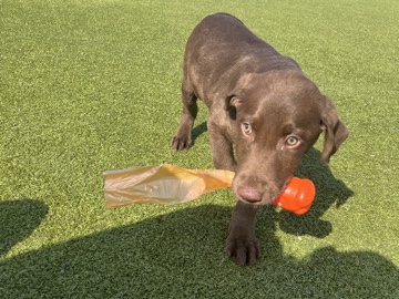 Labrador Retriever – Houdini – Leavenworth