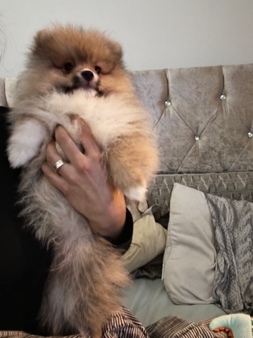 Pomeranian – Pomeranian puppy