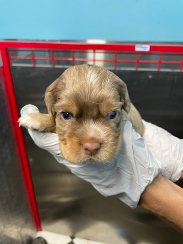 English Cocker Spaniel – Furbabies