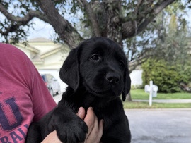 Labrador Retriever – Labrador Retriever Puppies – 2 Months Old, Health Checked & Ready for New Homes – Pembroke Pines