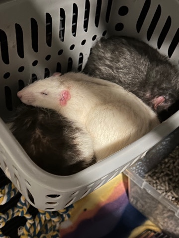 3 Male Rats