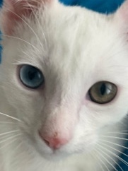 Khao Manee – Khao Manee Kitten