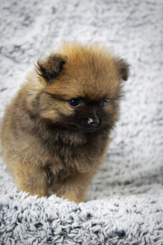 Pomeranian – Pomeranian ✨✨✨