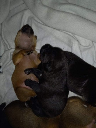 Bullmastiff – mastiff & pitbulls mixed