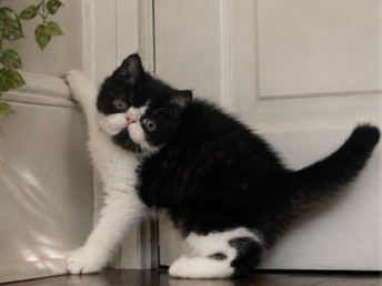 Exotic Shorthair – Exotic Shorthair Kitten – Waynesboro