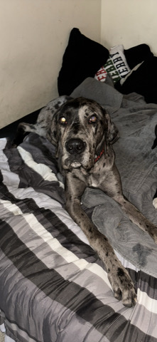 akc Great Dane Merle