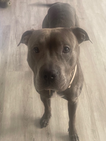 American Pit Bull Terrier – playful Blue nose Pitbull for sale