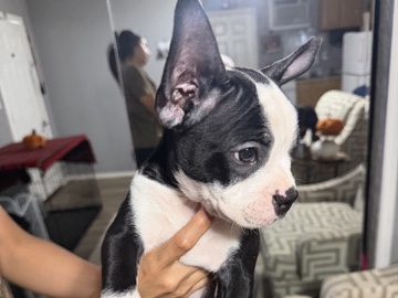 Boston Terrier – Boston Terriers Pups – Fort Worth