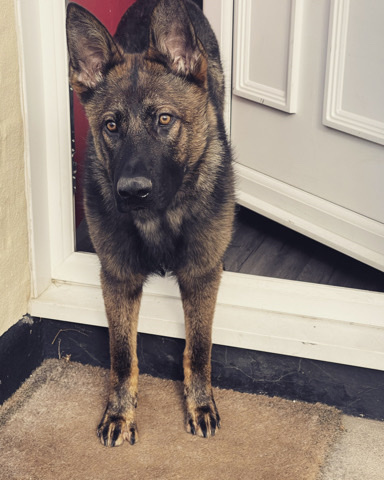 German Shepherd – german Shepard