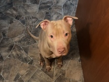 American Bulldog – American Bulldog Available for Rehoming in Chicago – Chicago