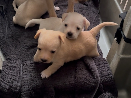 Chihuahua – Chihuahua-Poodle Mix – Redlands