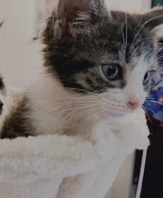 Sphynx – Rehoming Manx/sphynx kitten