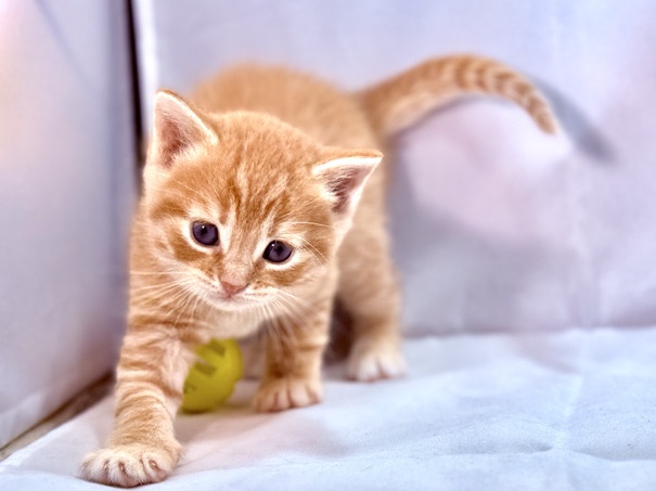 Scottish Fold – Copper