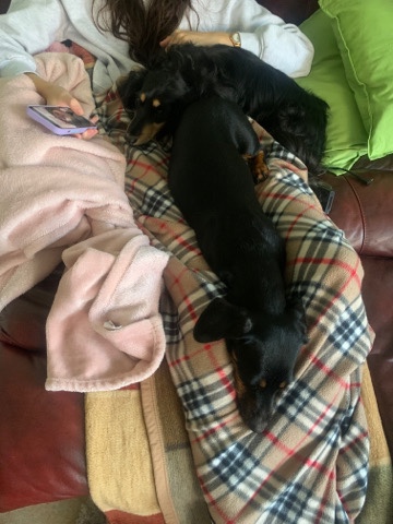 Dachshund – 7 gorgeous dachshund puppies waiting for your visit