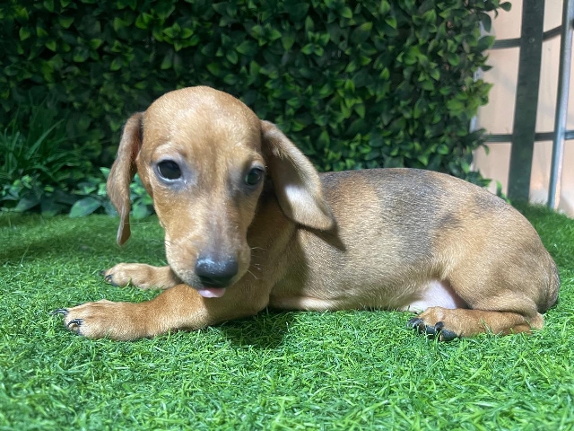Dachshund Mini Size Male and Female 