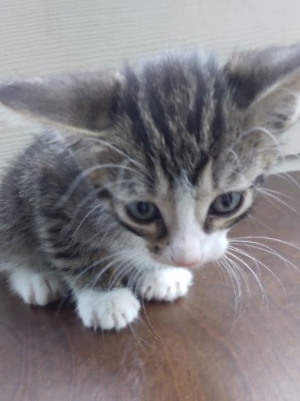 kitten's