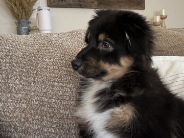 Australian Shepherd – Bear – Raeford