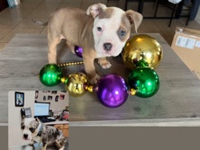 American Bulldog – micro bully pup – Mobile