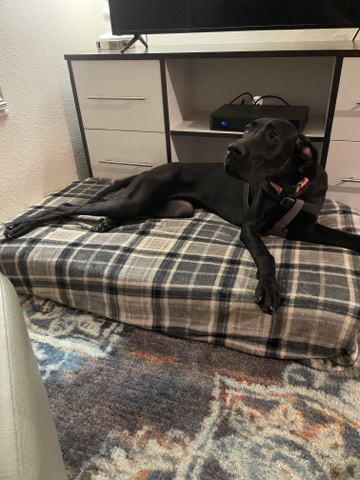 Great Dane – Pure Bred Great Dane- Female