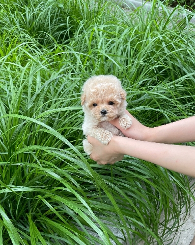 Poodle – Toy poodle for sale