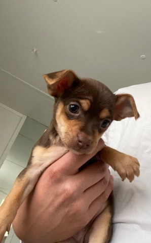 Chihuahua – Full Bread Chihuahuas