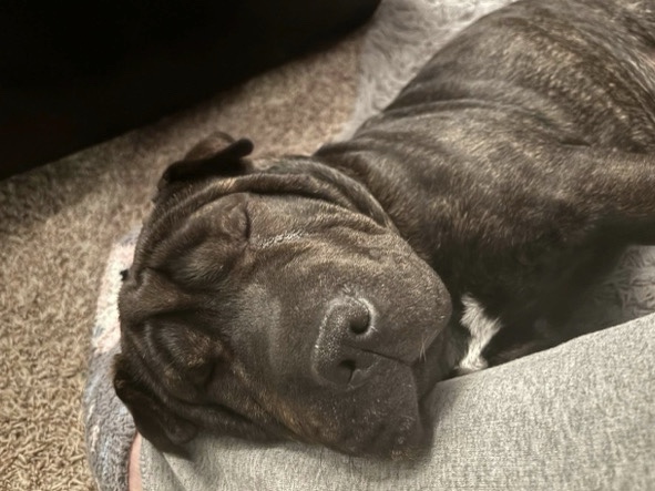Chinese Chongqing Dog – Chinese Sharpei – Grove City