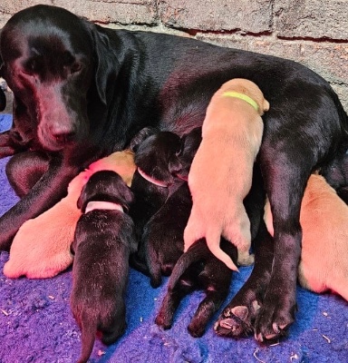 Labrador Retriever – AKC Registered Labrador Retriever Puppies – Healthy, Happy & Ready for Homes! – Trenton