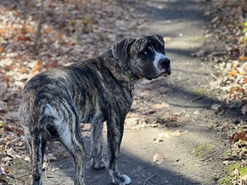 Cane Corso – Male Cane Corso/Argentine Dogo