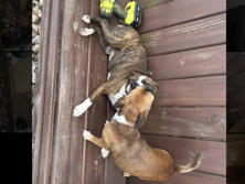 Boxer – boxer, Chihuahua, terrier – Bastrop