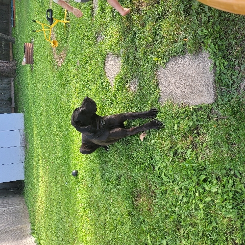 Great Dane – Good boy needs a good home
