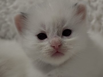 Ragdoll - Persian ragdoll kitten  available for adoption in Saskatoon
