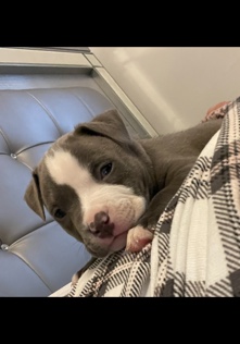 American Bulldog – American bully